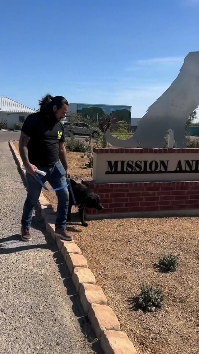 Trainer walking a rescue dog outdoors